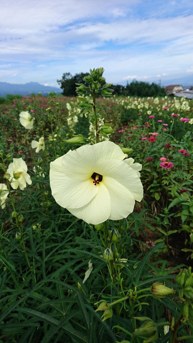 9/25 お花畑へ🎵