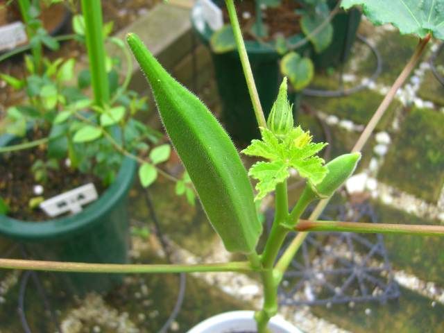 鉢植えの花達