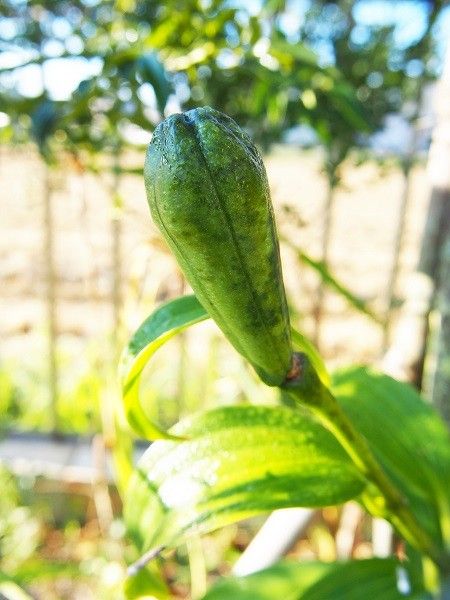 球根植え♪