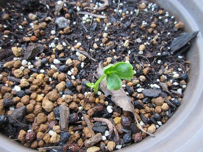 球根の植え付け