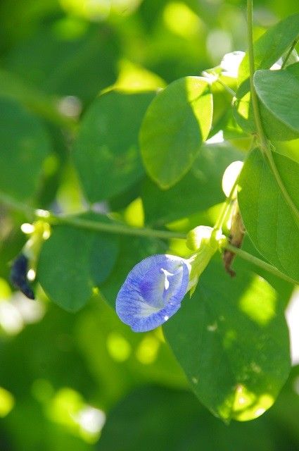 その後植物公園に