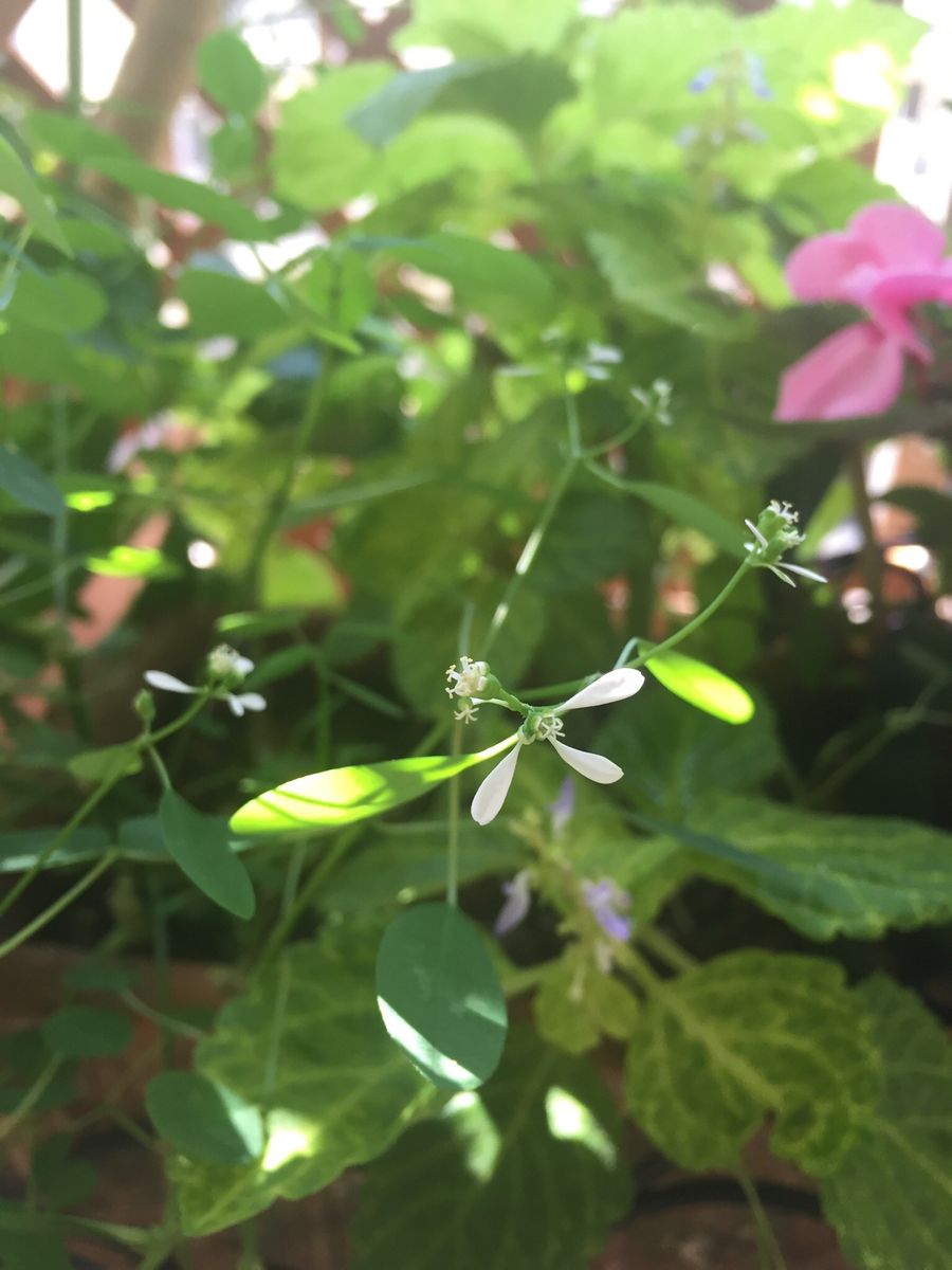 夏の花、頑張る。