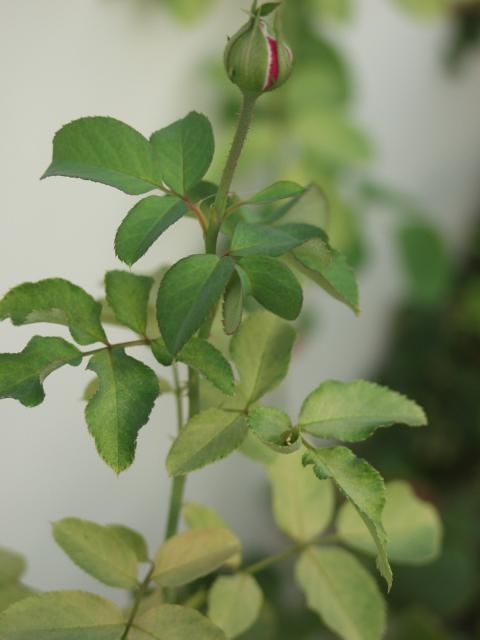 まだ、夏の薔薇