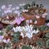 花盛り…秋咲き原種シクラメン　その３