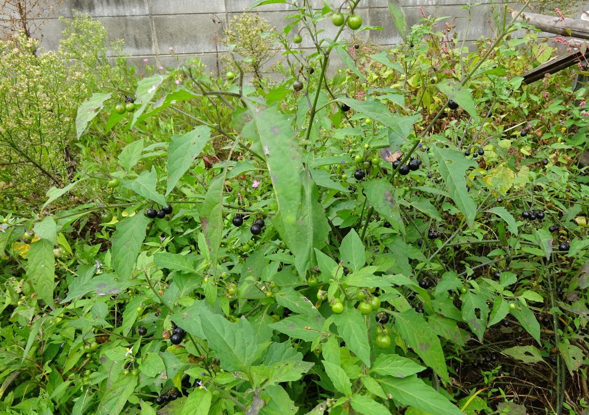 実の生る季節は、雑草にも（チョウ）