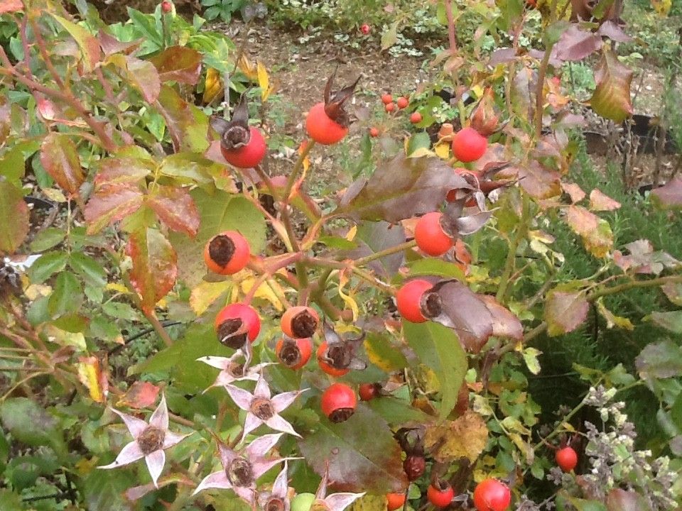 最後のバラとこれからの花