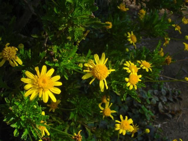 黄色の花　残暑で元気です。