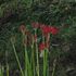 長湯温泉の野の花①