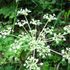 長湯温泉の野の花①