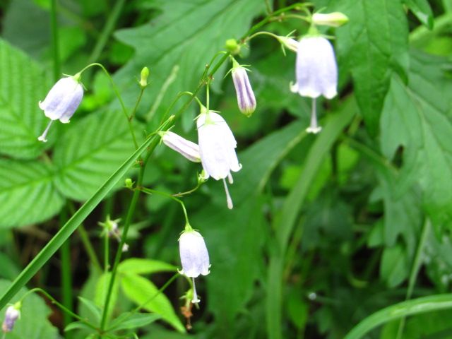 長湯温泉の野の花③