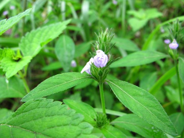 長湯温泉の野の花③