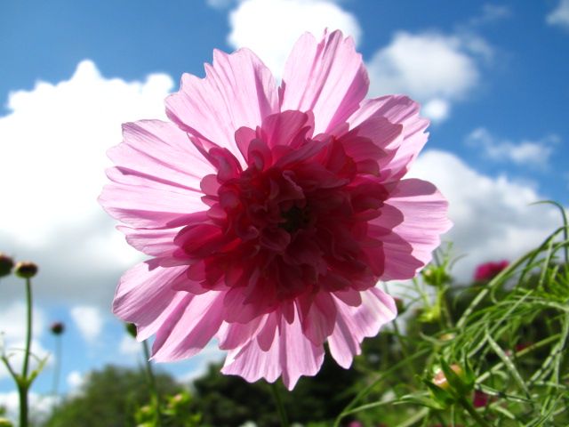 くじゅう花公園②