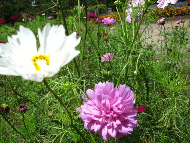 くじゅう花公園②