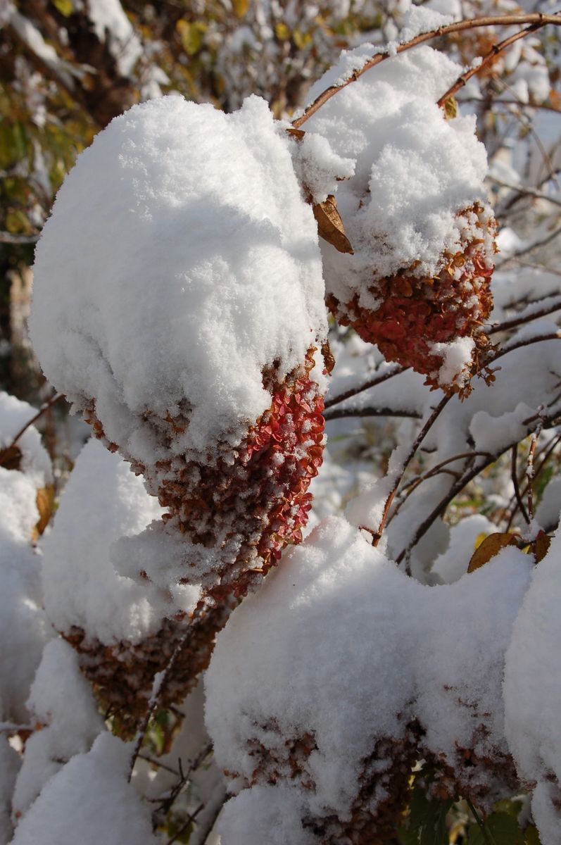 積雪