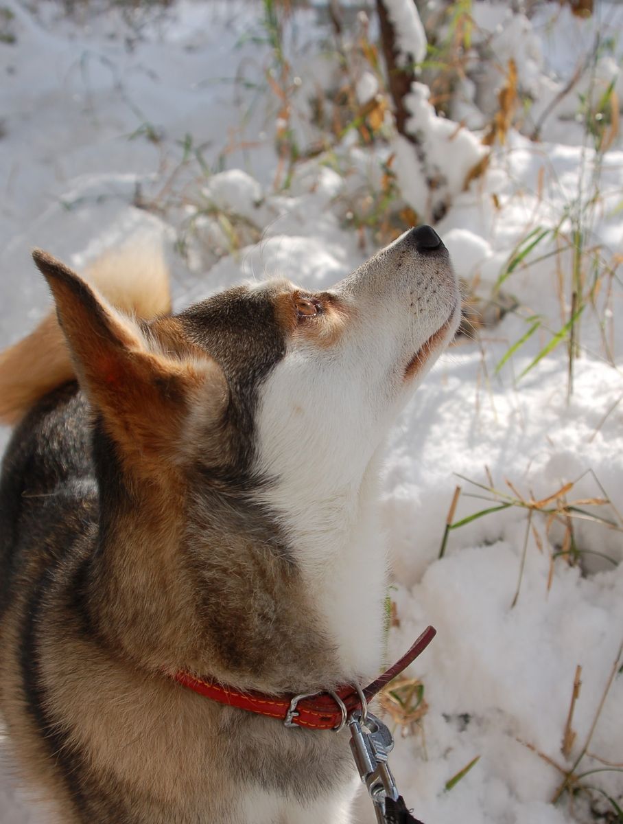 積雪