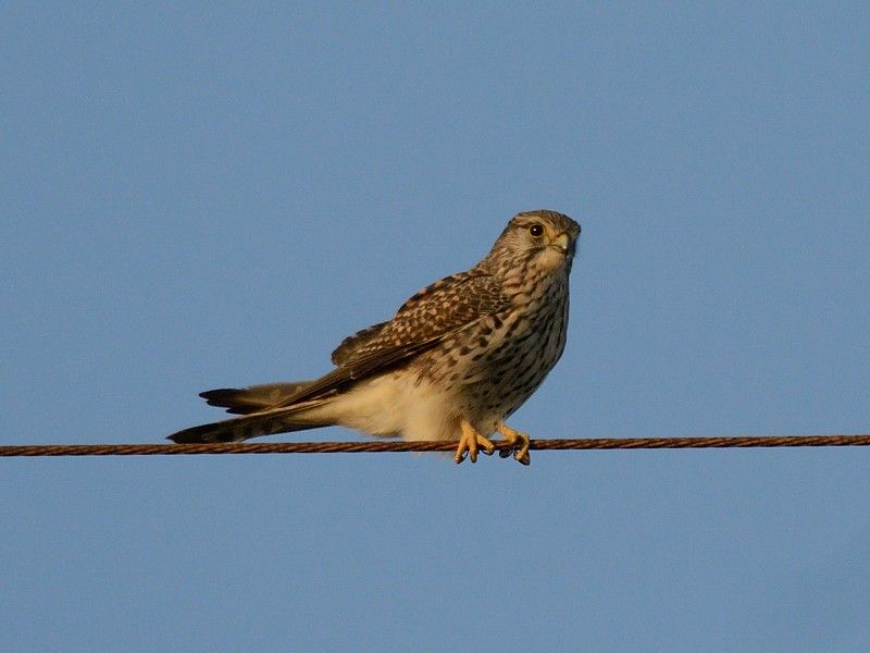 久しぶりの鳥見