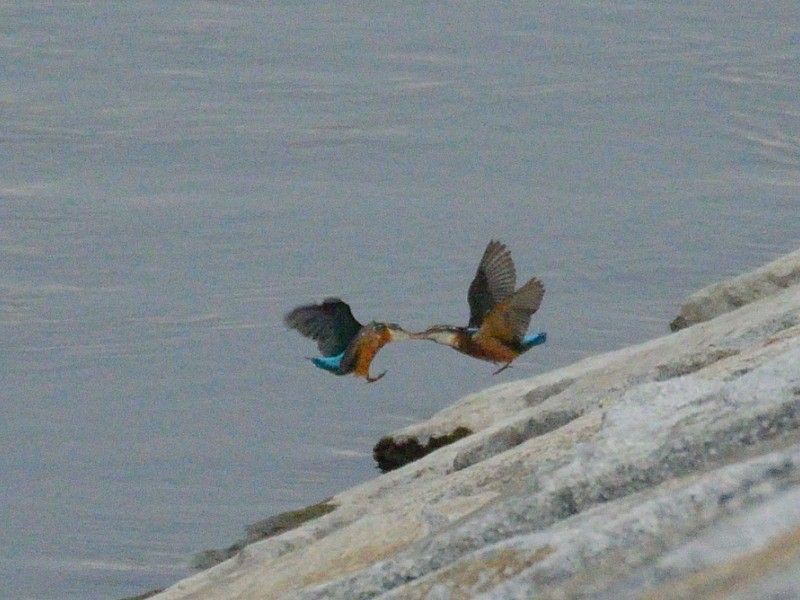 久しぶりの鳥見