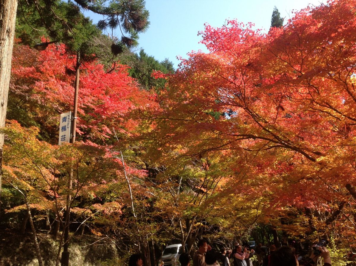 紅葉…奥津渓‼️