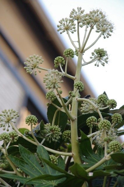 庭の白い花たち