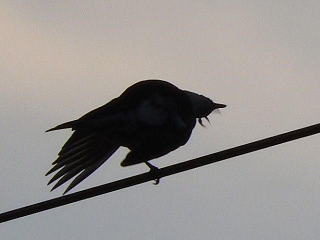 初冬の夕暮れ。