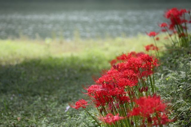 彼岸花