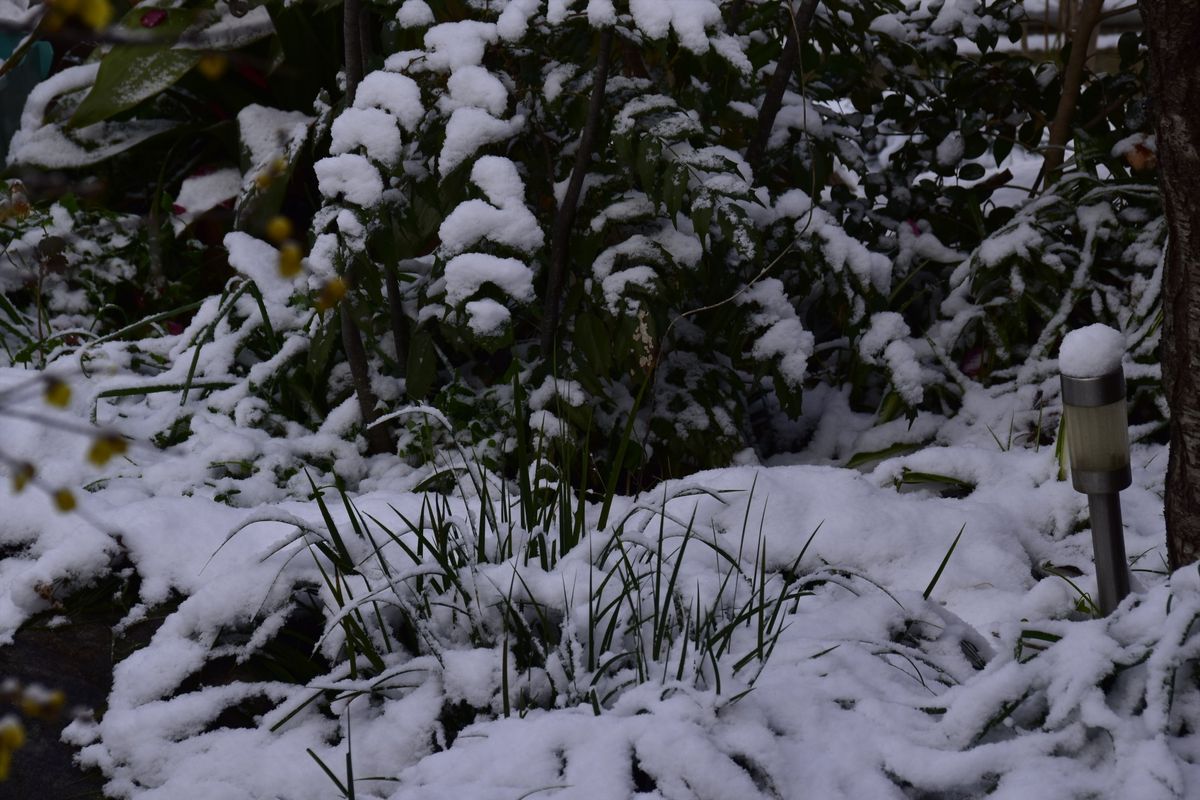 仲間にいれてください雪景色♪