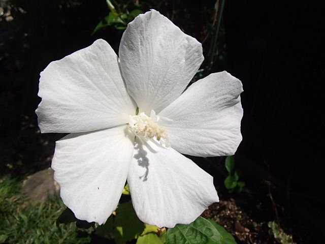 挿し木のムクゲ開花