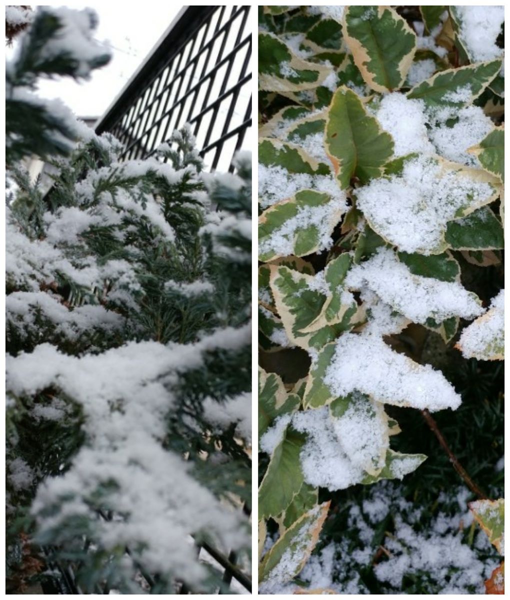 雪だぁ～❄