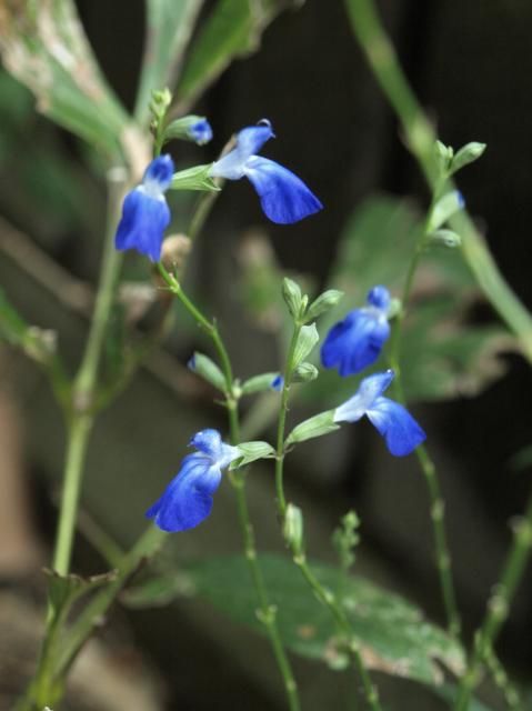 爽やかな花達