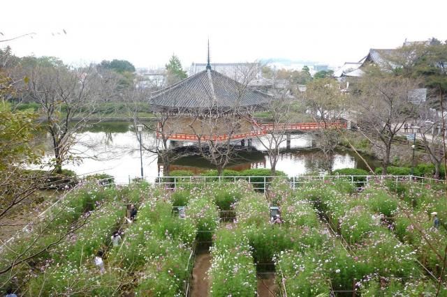 桜井・安倍文殊院〰コスモス迷路