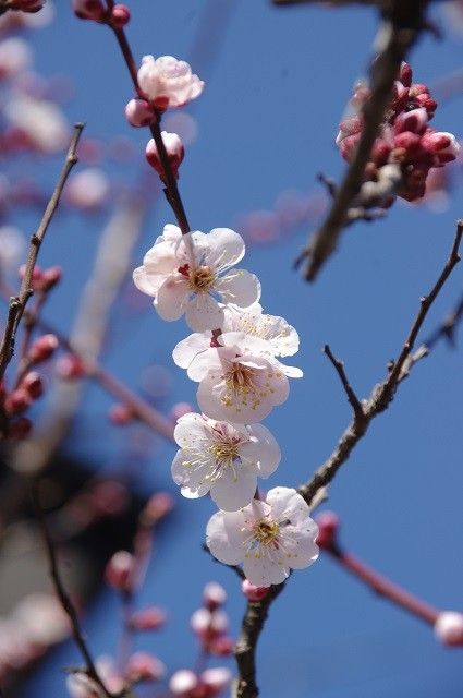 今年も美味しいかな～