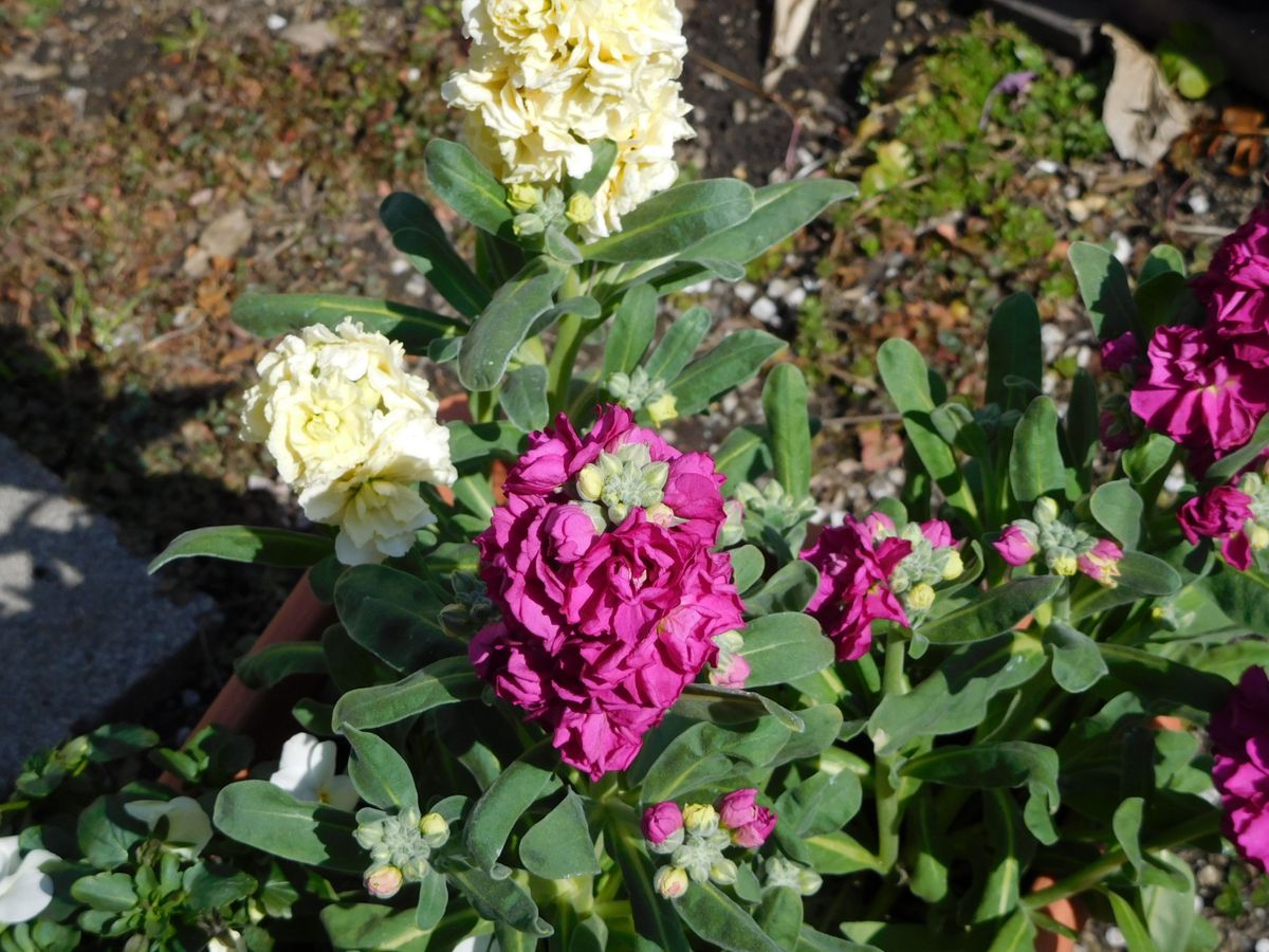 赤と白のお花とラヴのこと