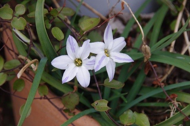 色々な花たち