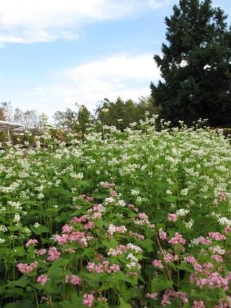 ソバの花