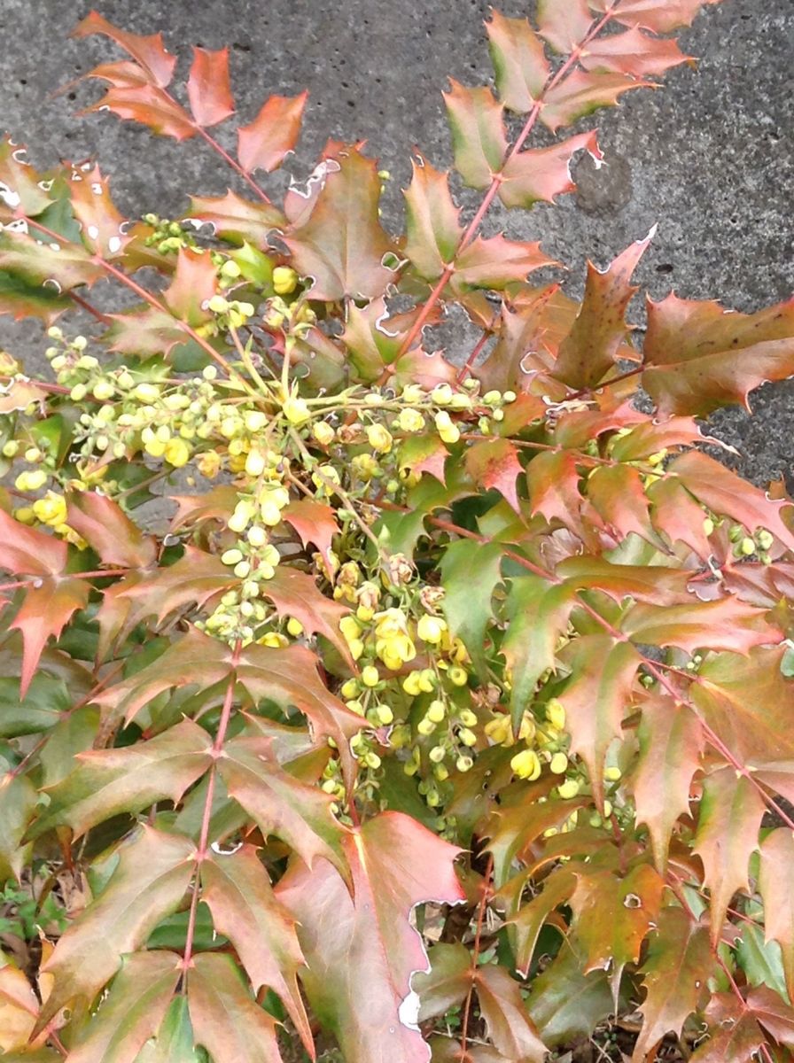 春は黄色！緑道のヒイラギナンテン