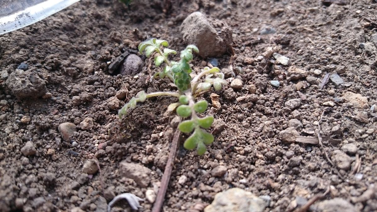 ボサ菊の鉢上げと唯一のネモフィラ