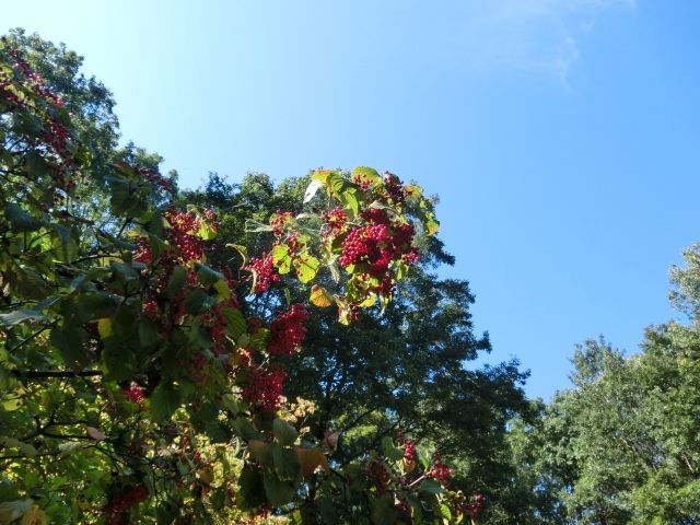 花フェスタ記念公園　②