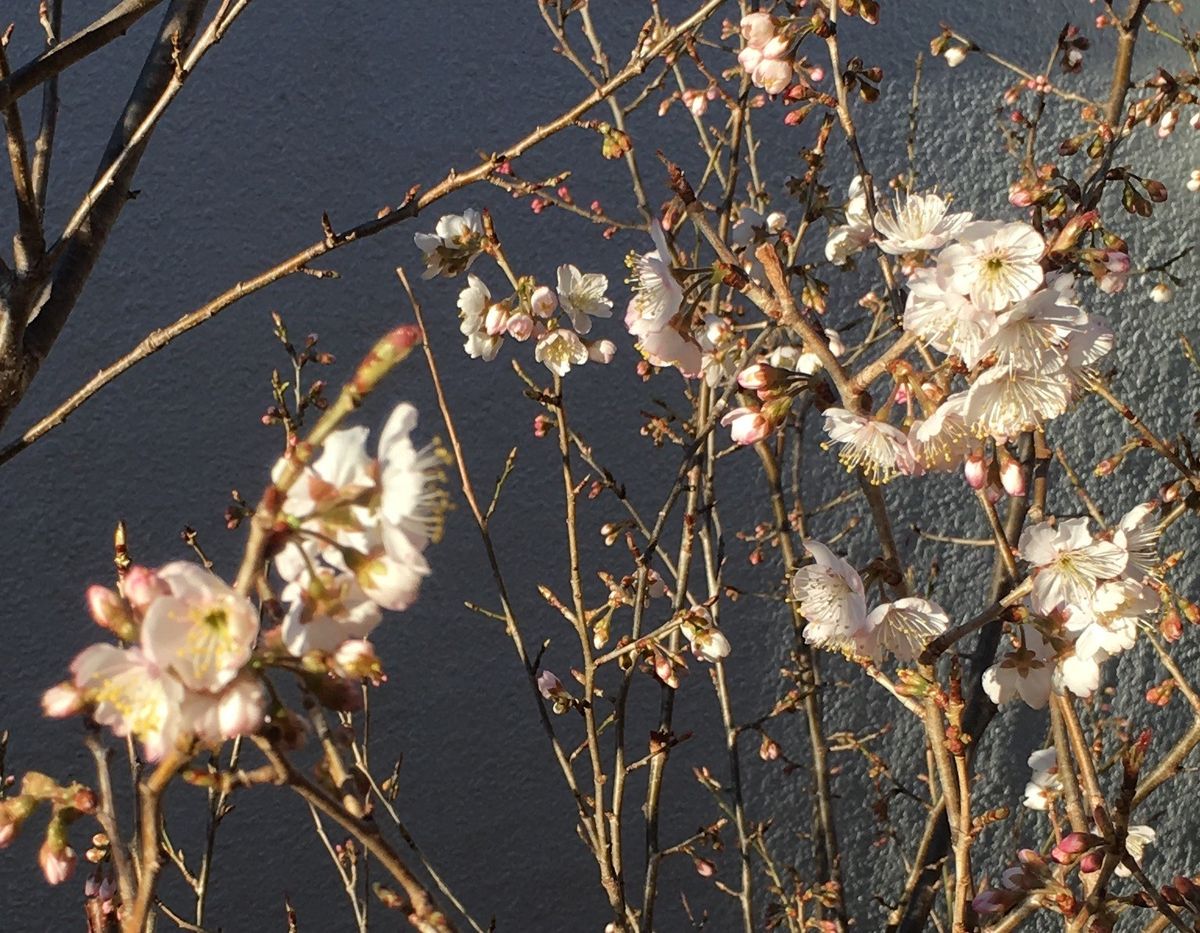 🌸桜桃🍒の花が咲いてきました〜💕