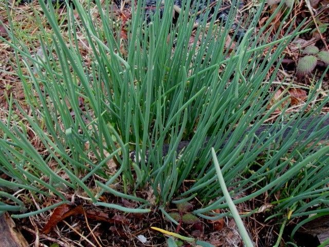 山菜の季節始まり、始まり～