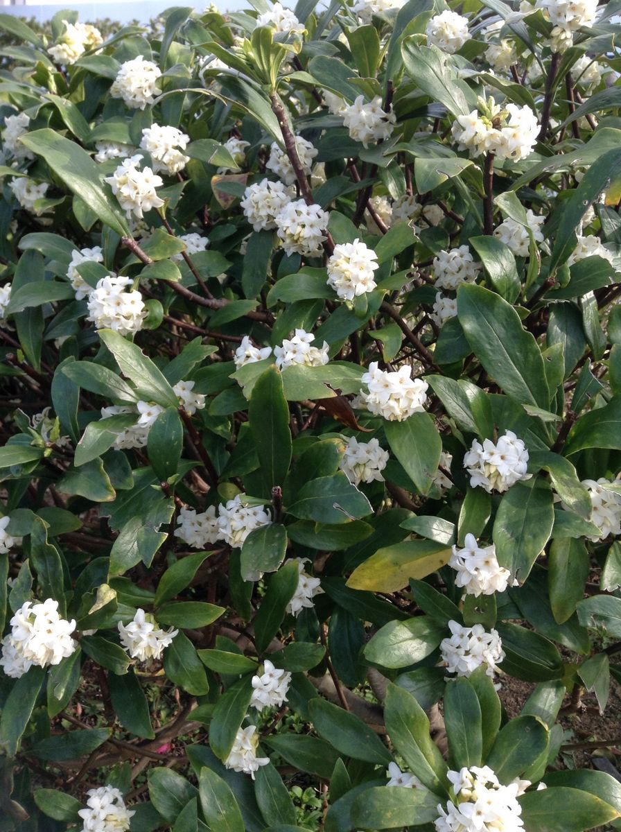 通勤路の花木が綺麗です！