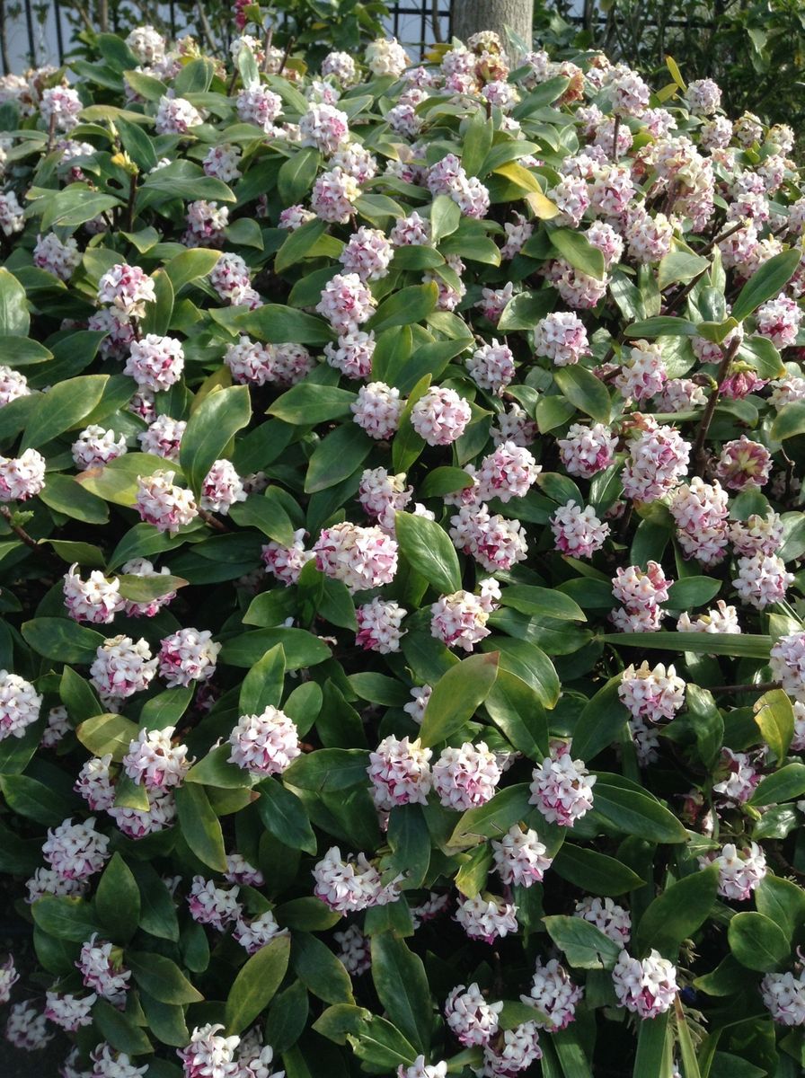 通勤路の花木が綺麗です！