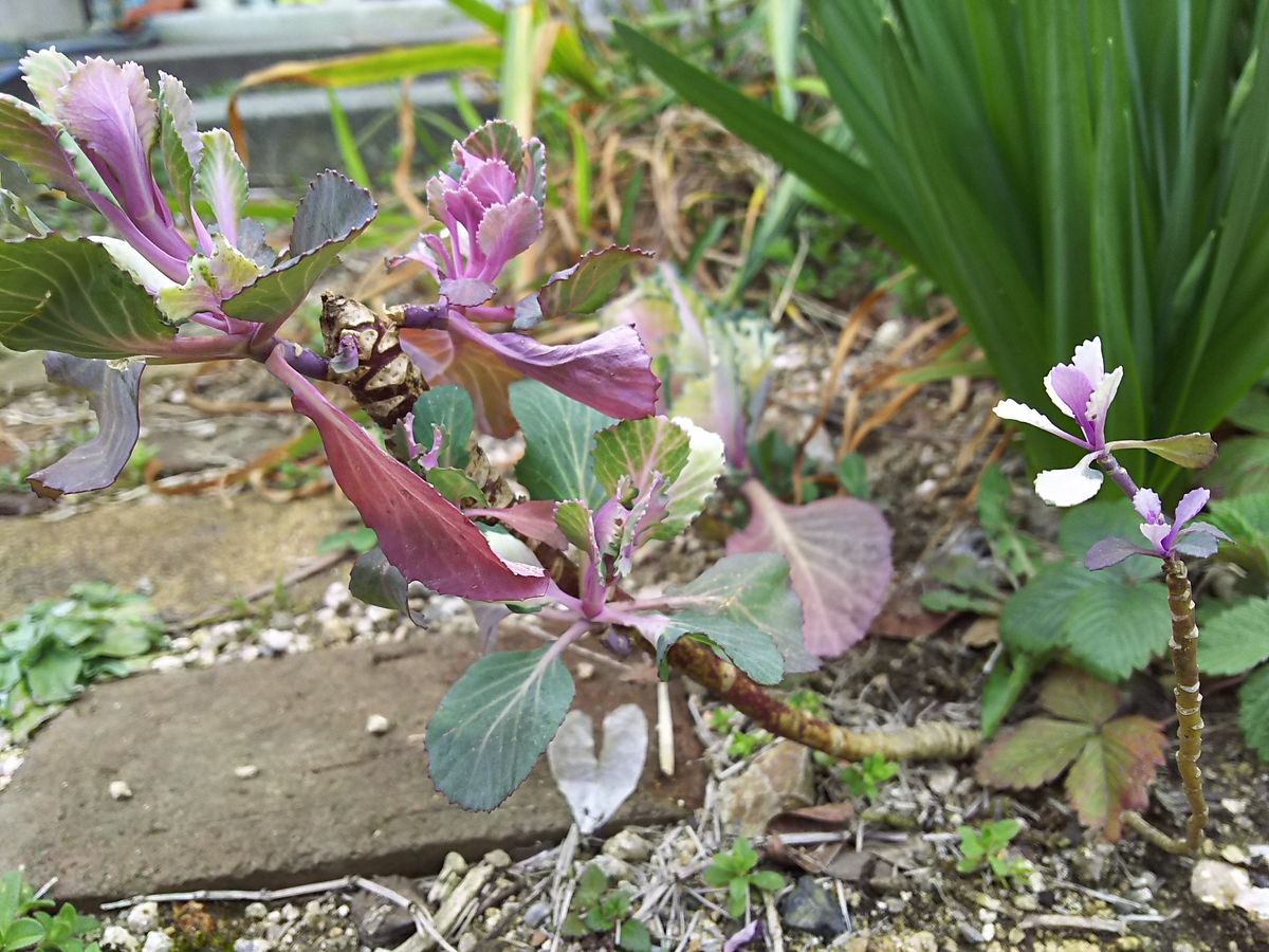 これも春のお花です