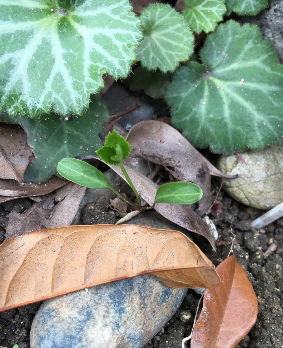 花も芽も