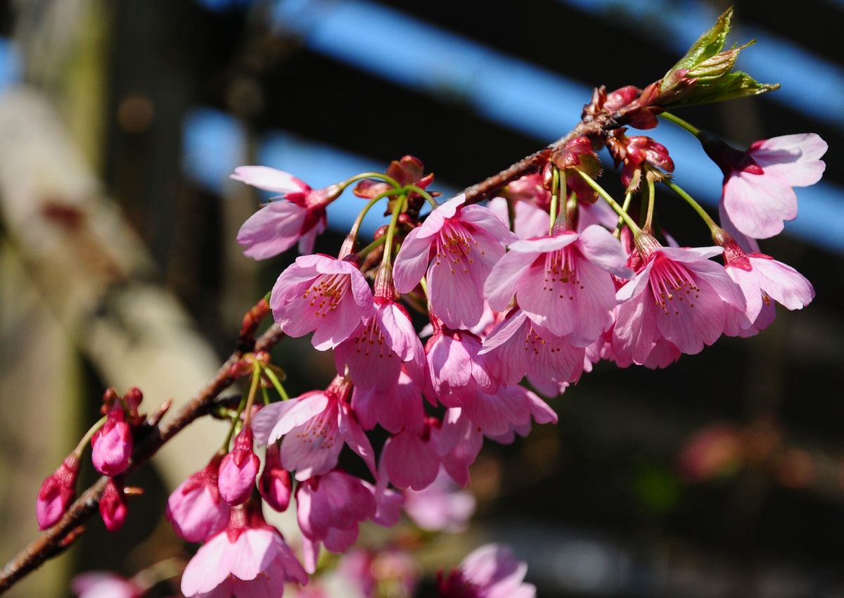 庭の開花宣言