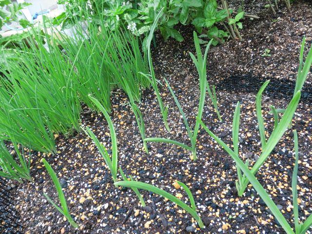 野菜の生育