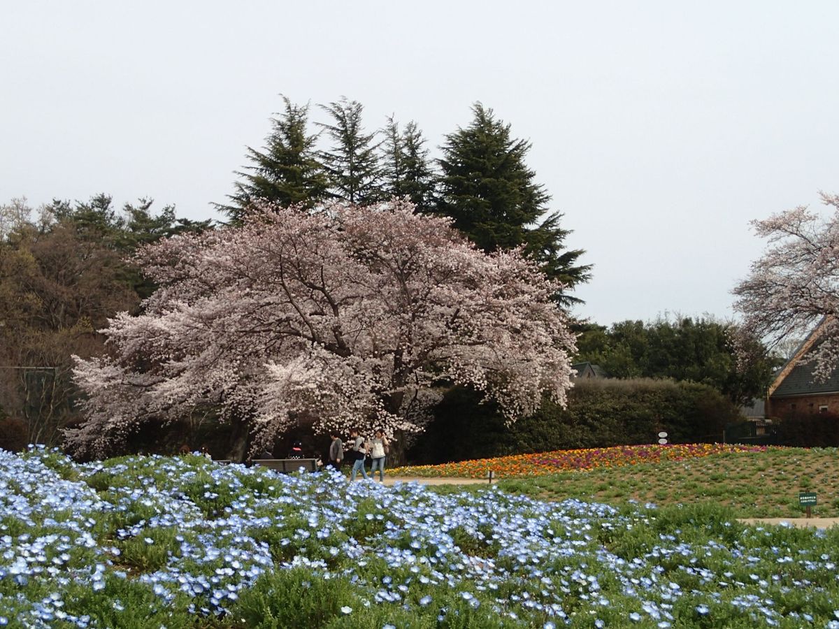 花の開花が進んでいます☆