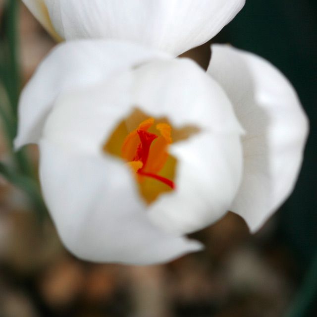 Crocus niveus