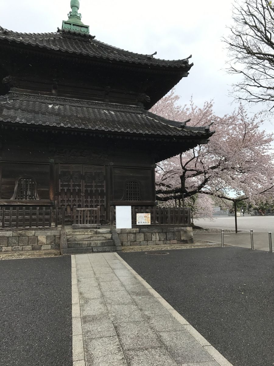 近くのお寺の桜