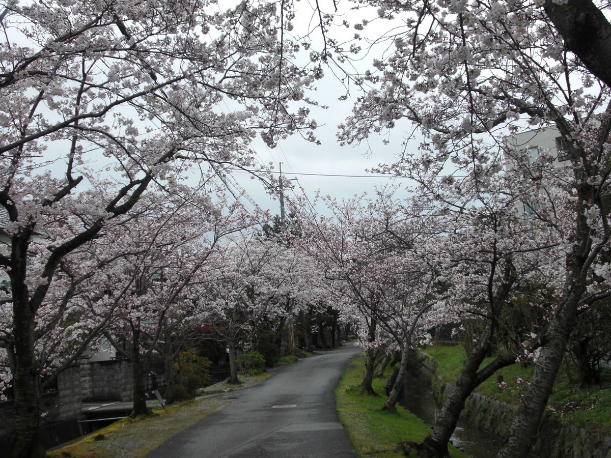 守山（滋賀）の桜