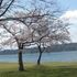 満開の桜（宮が浜と沖島）